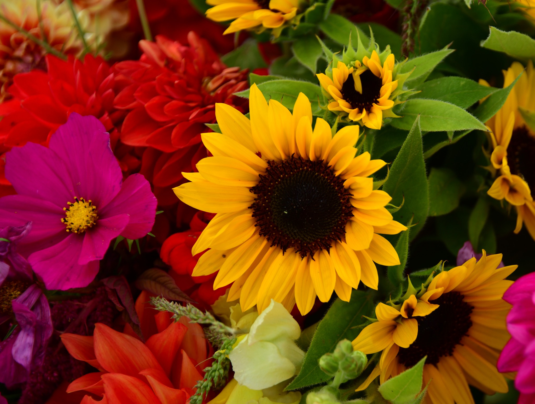 Sun Flowers